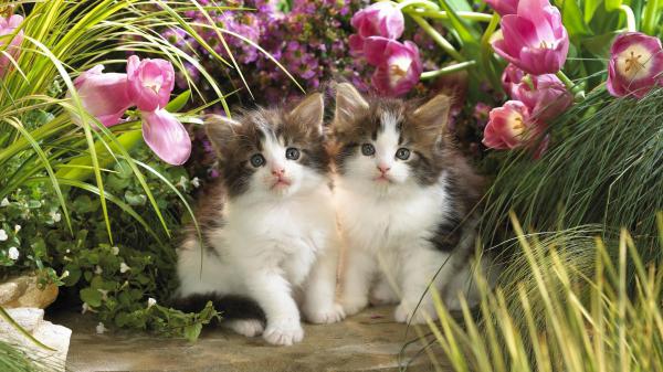 Free cute two white kittens are sitting surrounded by flowers and green grasses hd animals wallpaper download