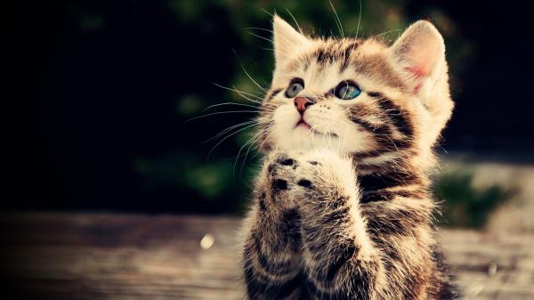 Free cute white and black cat with blue eyes is looking up having hands near face hd animals wallpaper download