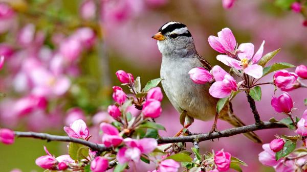 Free cute white and black little bird is perching on tree branch with pink flowers in blur background hd animals wallpaper download