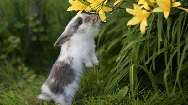 Free cute white and black rabbit is biting yellow flower standing on green grass hd animals wallpaper download