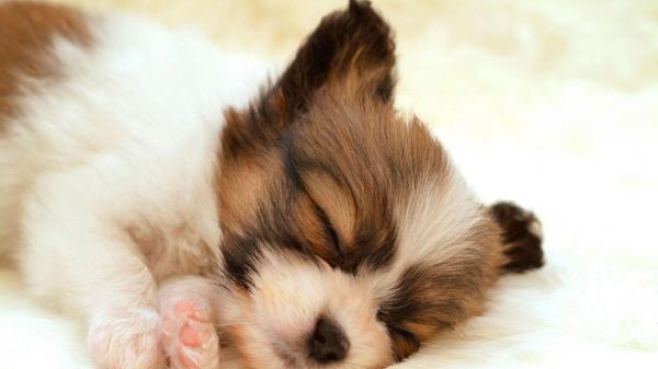 Free cute white and brown puppy is sleeping on white bed hd animals wallpaper download