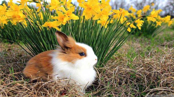 Free cute white and brown rabbit is sitting on dry grass near yellow flowers plant hd animals wallpaper download