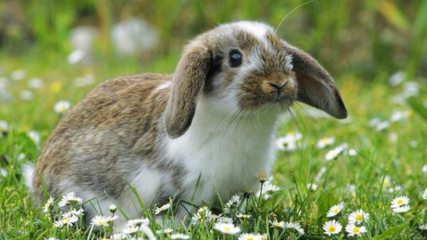 Free cute white and brown rabbit is sitting on green grass around flowers in a blur green background hd animals wallpaper download