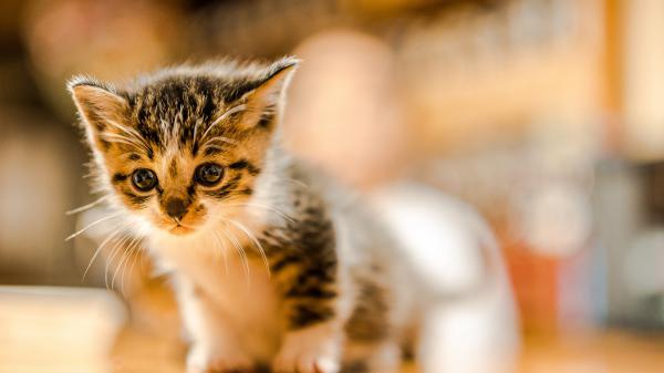 Free cute white black cat in blur background hd kitten wallpaper download