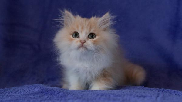 Free cute white brown black eyes cat is sitting on blue couch hd kitten wallpaper download