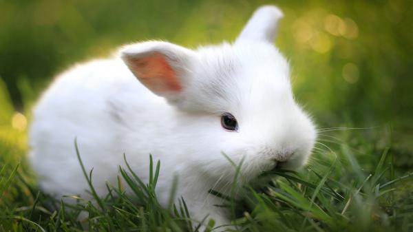 Free cute white bunny is lying on green grass in a green blur background hd animals wallpaper download