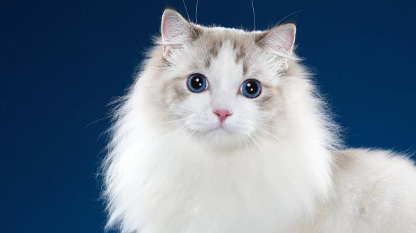 Free cute white cat hving blue and black eyes 6 hd animals wallpaper download