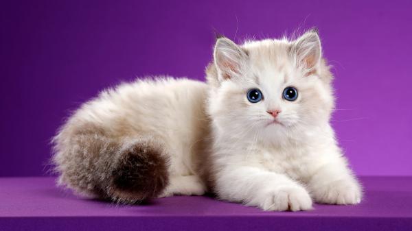 Free cute white cat is lying down on a table in a purple color background hd animals wallpaper download