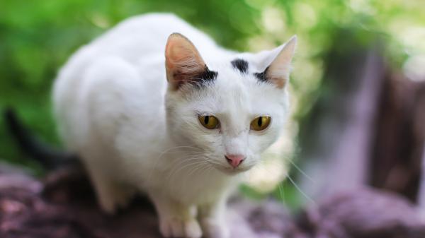 Free cute white cat is sitting on tree trunk in blur green background hd animals wallpaper download