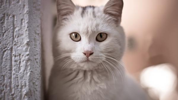 Free cute white cat with white eyes is standing near white wall in blur background hd animals wallpaper download