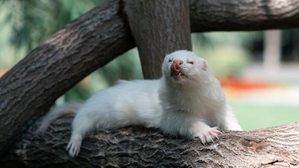 Free cute white ferret is sitting on tree trunk with tongue touching nose hd animals wallpaper download