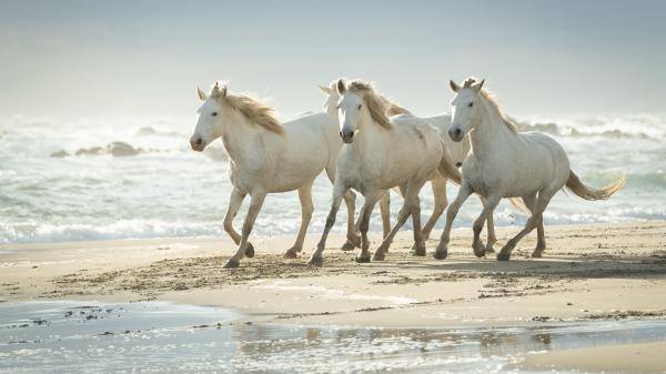 Free cute white horses are running on beach sand 4k hd animals wallpaper download