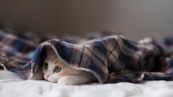 Free cute white kitten under checked cloth hd kitten wallpaper download