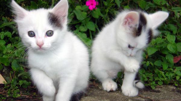 Free cute white kittens with background of plants with flower hd kitten wallpaper download