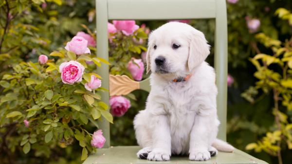 Free cute white pet puppy is sitting on chair near pink roses hd animals wallpaper download