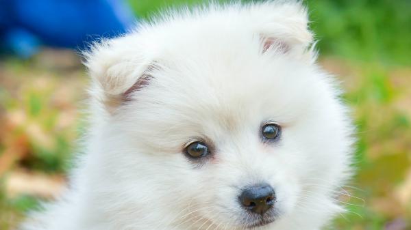 Free cute white puppy hd animals wallpaper download