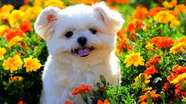 Free cute white puppy in colorful flower field with tongue out hd animals wallpaper download