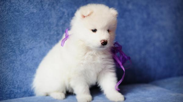 Free cute white puppy is sitting on blue couch with purple ribbon on neck hd animals wallpaper download