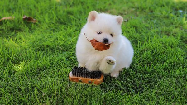 Free cute white puppy on green grass hd animals wallpaper download