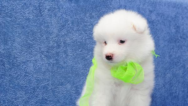 Free cute white puppy with blue background 4k hd animals wallpaper download