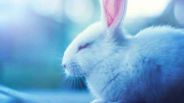 Free cute white rabbit closeup photo with eyes closing in a blur background hd animals wallpaper download