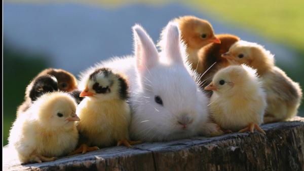 Free cute white rabbit is on tree trunk around with little chickens hd animals wallpaper download