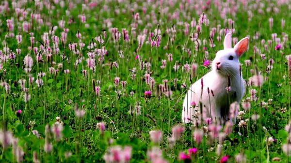 Free cute white rabbit is standing on green grass around flowers staring hd animals wallpaper download