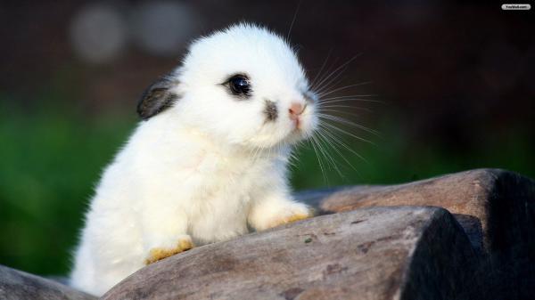 Free cute white rabbit on tree trunk hd animals wallpaper download