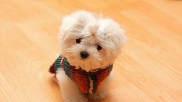 Free cute white shih tzu puppy on brown floor with wool knitted neck scarf hd animals wallpaper download