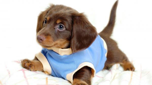 Free cute wiener brown puppy is wearing blue dress lying down on white towel hd animals wallpaper download