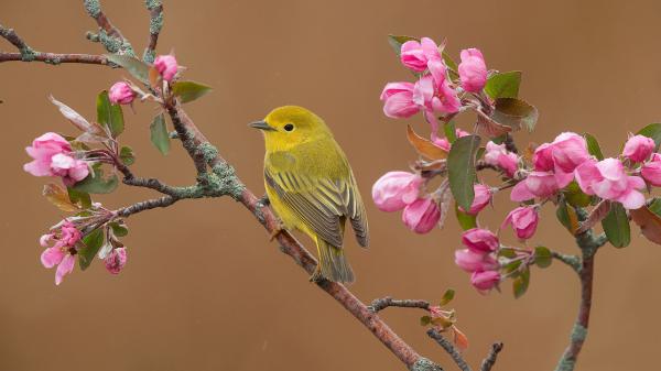 Free cute willow warbler is standing blossom tree branch hd birds wallpaper download