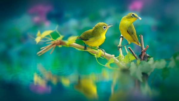 Free cute yellow birds are sitting on stick in body of water with reflection 4k hd animals wallpaper download