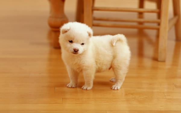 Free cutest puppy wallpaper download