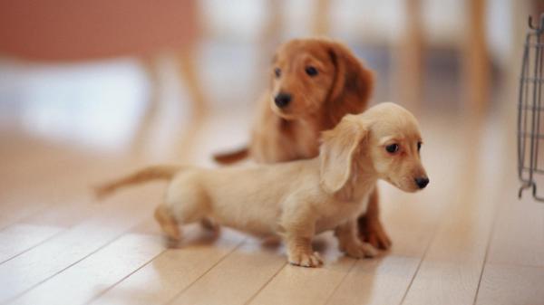 Free dachshund puppies on wooden floor with blur background hd animals wallpaper download