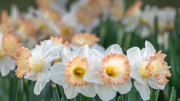 Free daffodil white flowers in blur background hd flowers wallpaper download