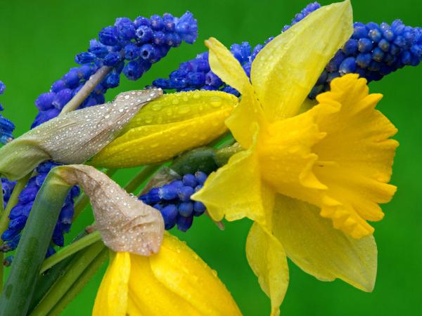 Free daffodils and hyacinth wallpaper download