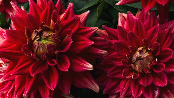 Free dahlia flowers closeup photo hd flowers wallpaper download