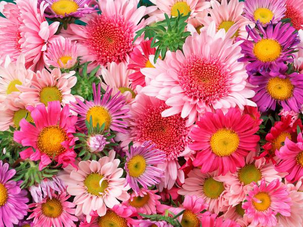 Free daisies  mums wallpaper download