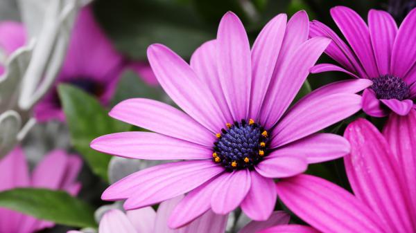 Free daisy osteospermum pink petal flower 4k 5k hd flowers wallpaper download