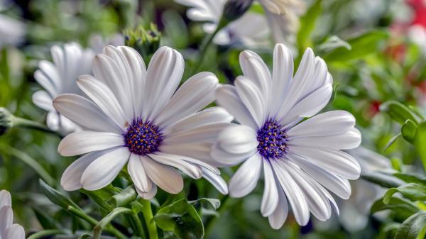 Free daisy osteospermum white flowers in blur background 4k 5k hd flowers wallpaper download