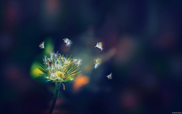 Free dandelion flies wallpaper download