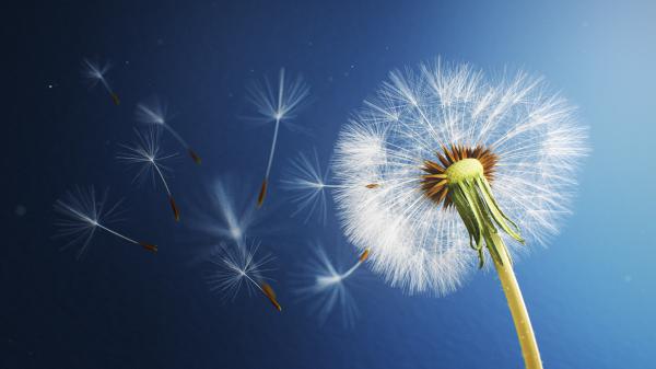 Free dandelion flower 2 wallpaper download