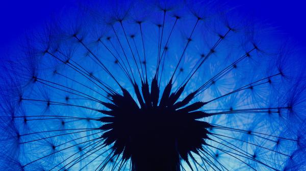 Free dandelion flower 3 wallpaper download