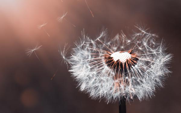 Free dandelion flower 4k wallpaper download