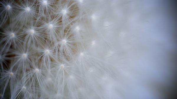 Free dandelion flower macro 2 wallpaper download