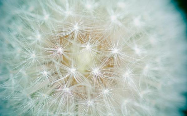 Free dandelion flower macro wallpaper download