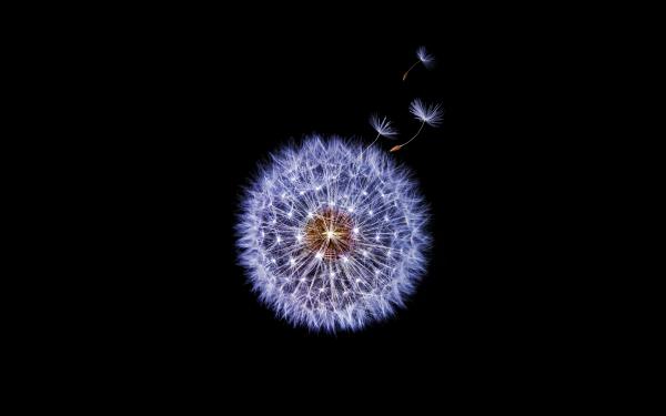 Free dandelion flower samsung galaxy s9 stock 4k wallpaper download