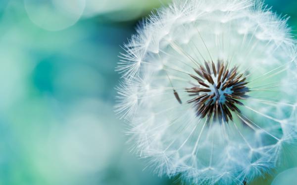 Free dandelion flower wallpaper download