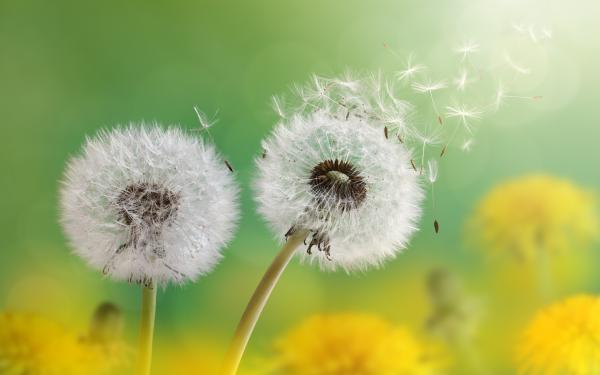 Free dandelion flowers 4k wallpaper download