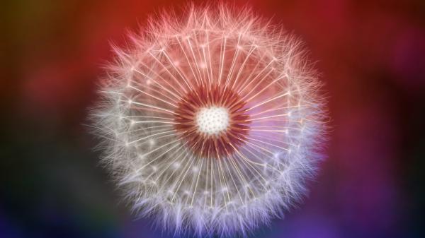 Free dandelion macro 5k wallpaper download